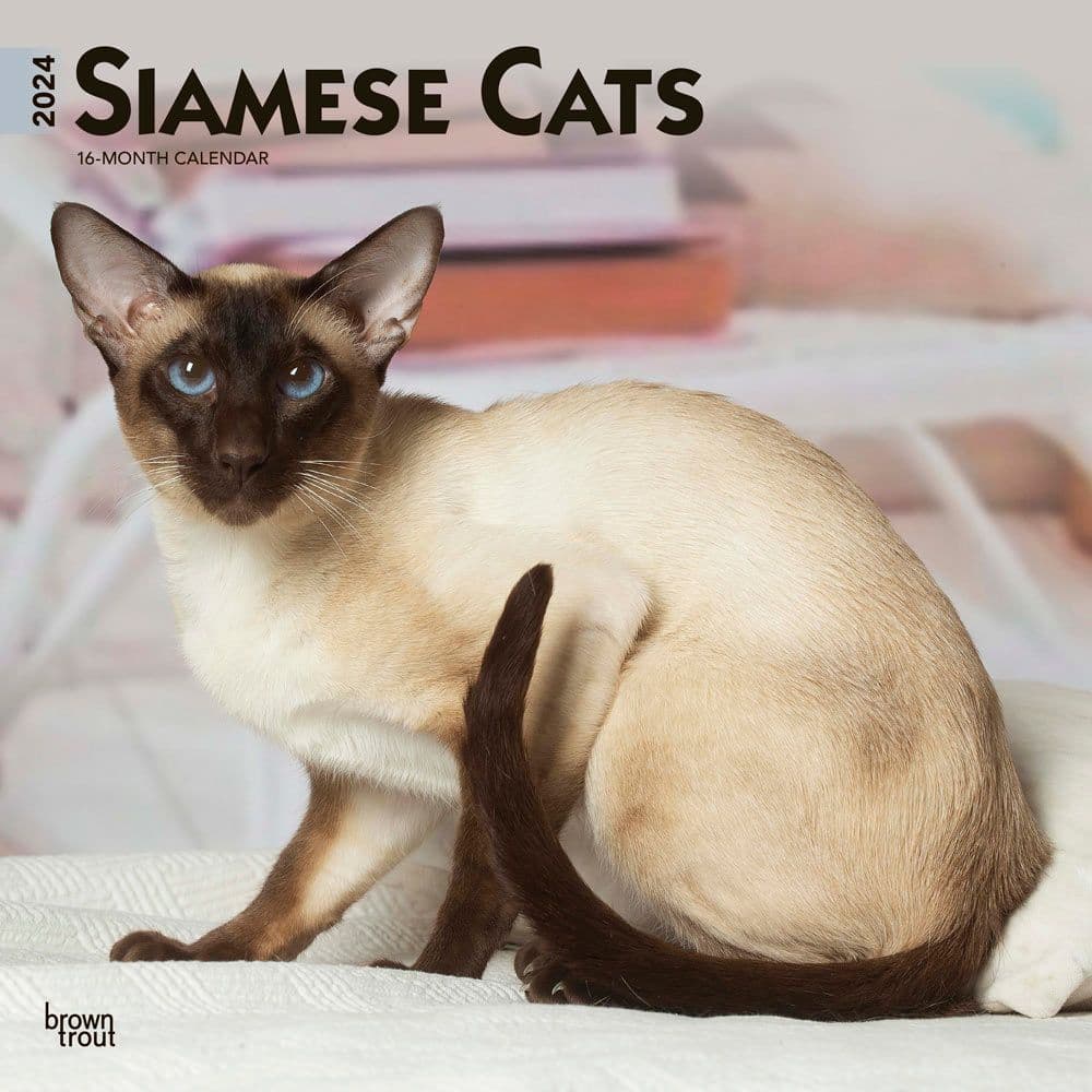 Cats Siamese 2024 Wall Calendar Calendars Com   8c9be156 F9a4 4b4a 9f27 4e023cd679d2