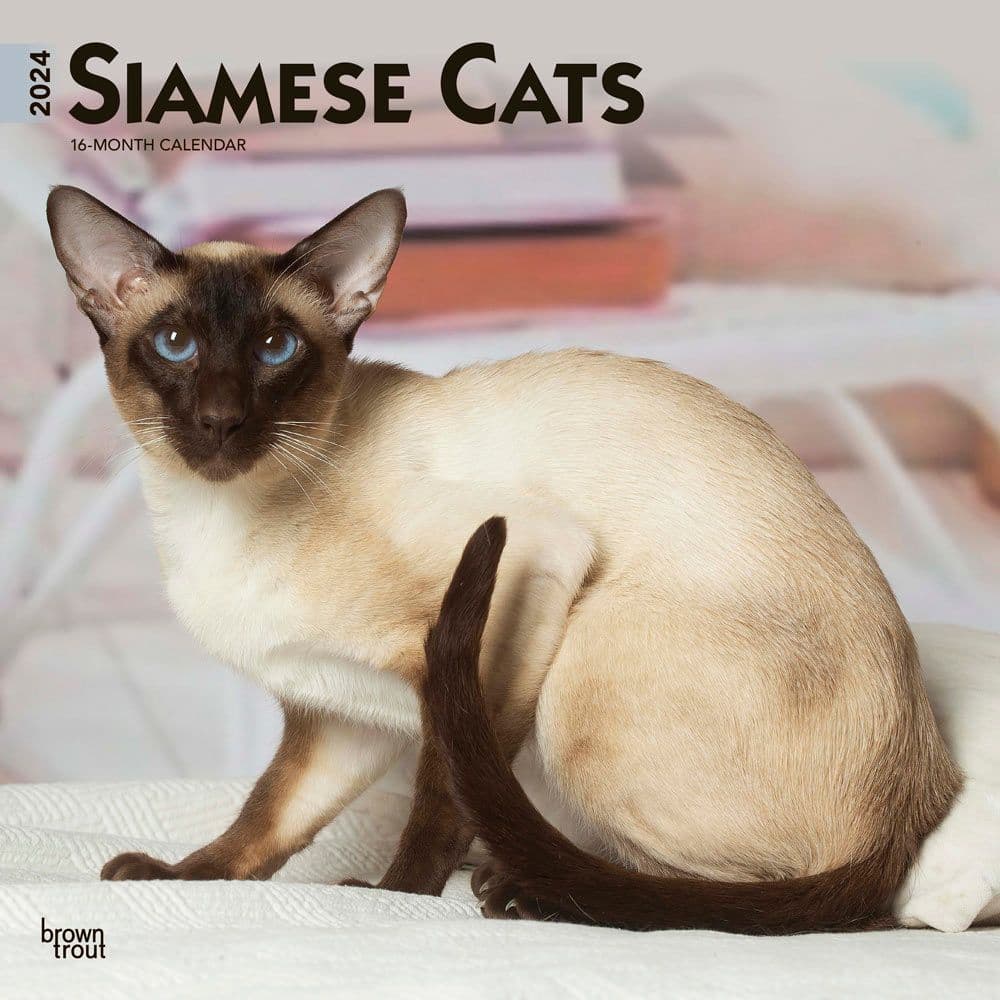 Cats Siamese 2024 Wall Calendar Main Product Image width=&quot;1000&quot; height=&quot;1000&quot;