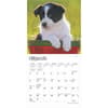image Border Collie Puppies 2025 Mini Wall Calendar Second Alternate Image width=&quot;1000&quot; height=&quot;1000&quot;