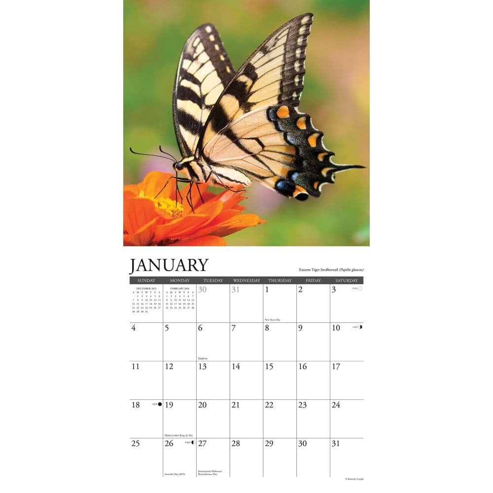 Butterflies 2026 Wall Calendar Second Alternate Image