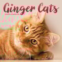 image Ginger Cats 2026 Wall Calendar Main Image