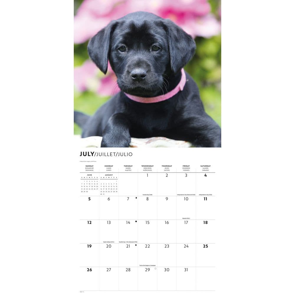Black Lab Retriever Puppies 2026 Wall Calendar Third Alternate Image