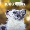 image Border Collies 2025 Wall Calendar Main Image