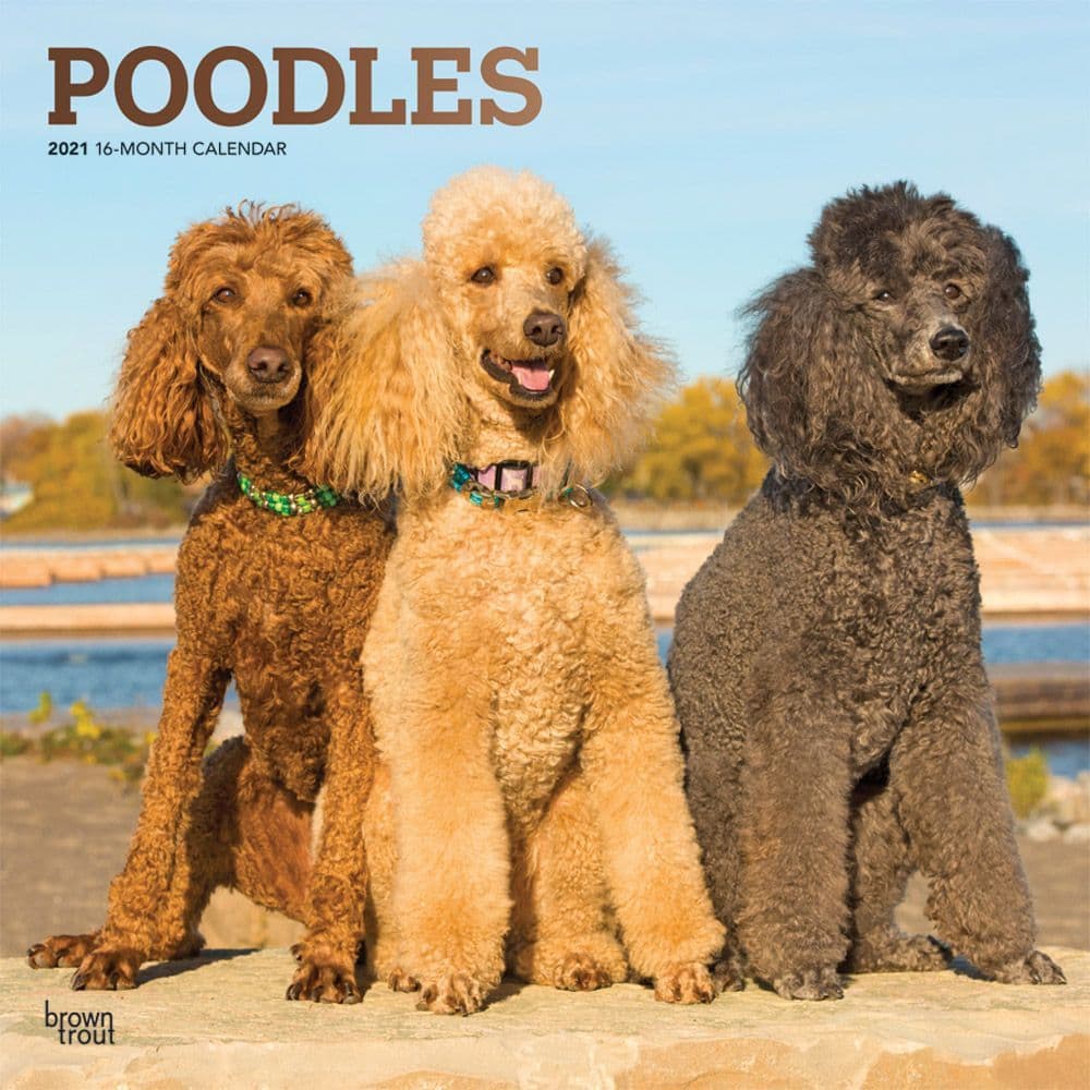 Poodles Wall Calendar
