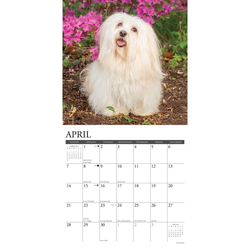 Just Havanese 2024 Wall Calendar - Calendars.com