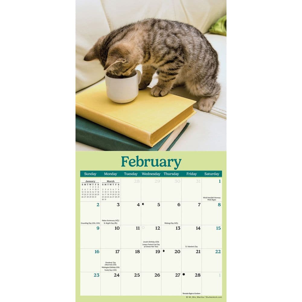 Curious Kittens 2025 Mini Wall Calendar Second Alternate Image width=&quot;1000&quot; height=&quot;1000&quot;