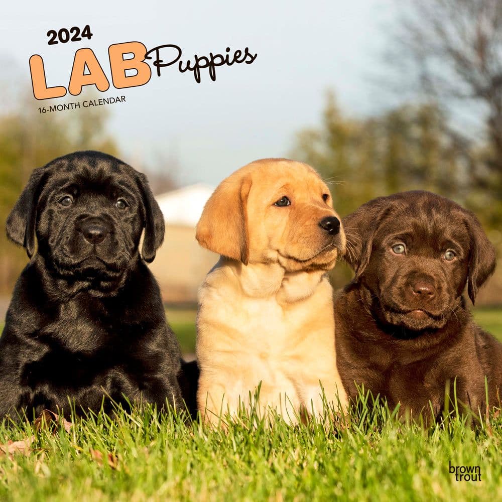 Lab Retriever Puppies  2024 Wall Calendar Main Image