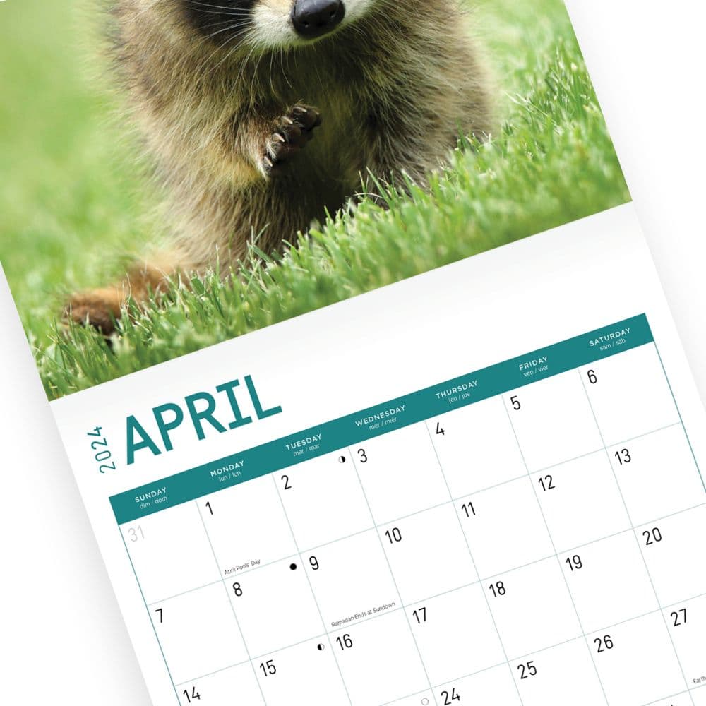 Baby Raccoons 2024 Wall Calendar