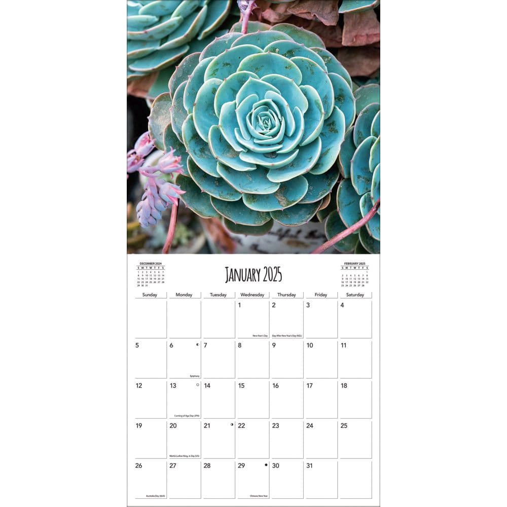 Succulents Photo 2025 Wall Calendar Second Alternate Image