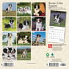 image Border Collie Puppies 2024 Mini Wall Calendar First Alternate Image width=&quot;1000&quot; height=&quot;1000&quot;