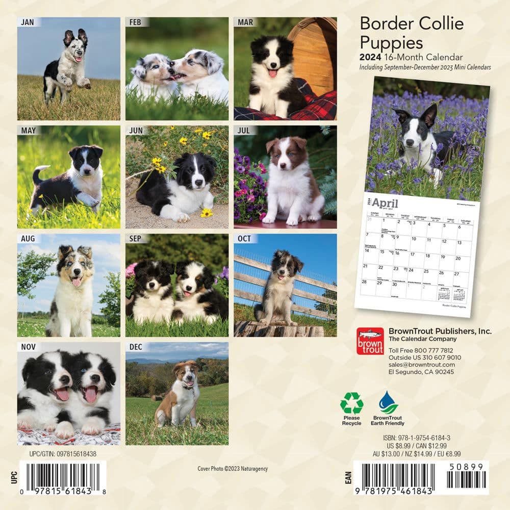 Border Collie Puppies 2024 Mini Wall Calendar First Alternate Image width=&quot;1000&quot; height=&quot;1000&quot;