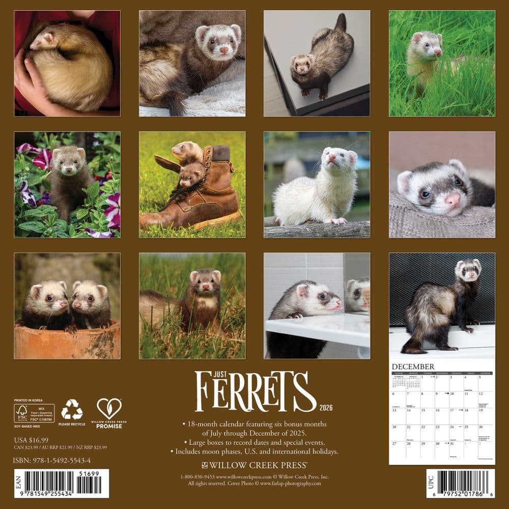Ferrets 2026 Wall Calendar, 12'' X 12'', 18-Month Calendar with Stapled Binding