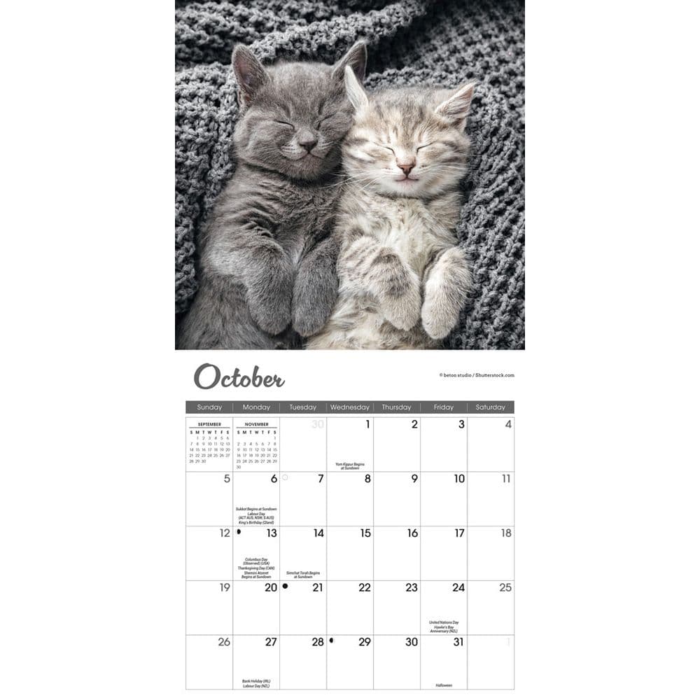 Kittens 2025 Mini Wall Calendar Fourth Alternate Image width=&quot;1000&quot; height=&quot;1000&quot;