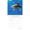 image Sharks 2024 Wall Calendar Third Alternate Image width=&quot;1000&quot; height=&quot;1000&quot;