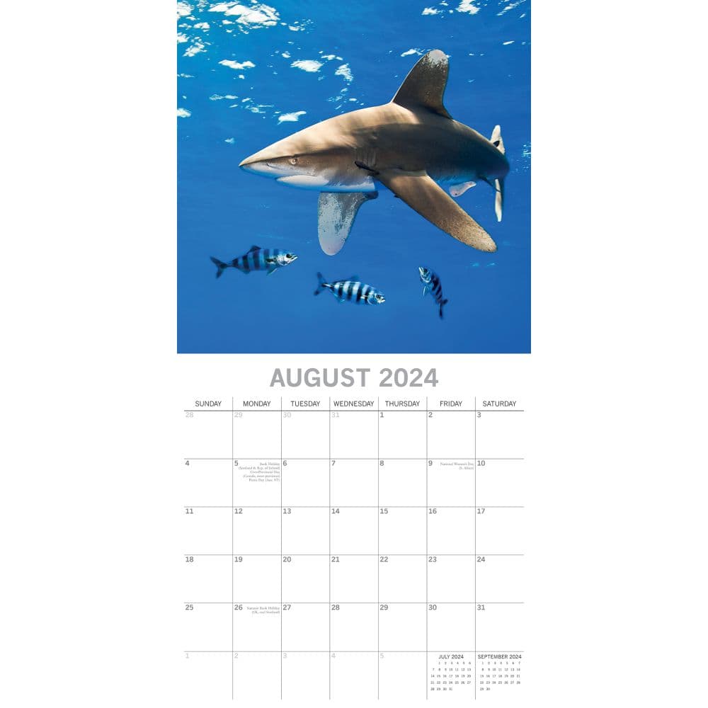 Sharks 2025 Wall Calendar