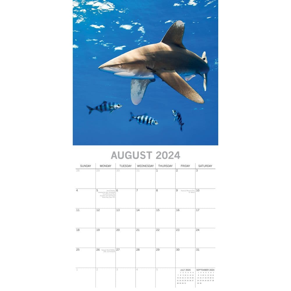 Sharks 2024 Wall Calendar Third Alternate Image width=&quot;1000&quot; height=&quot;1000&quot;