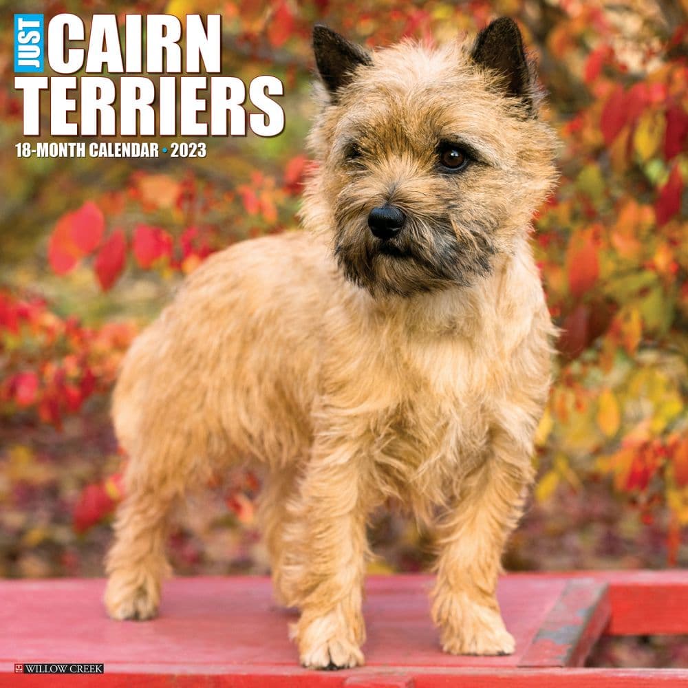 Willow Creek Press Just Cairn Terrier 2023 Wall Calendar