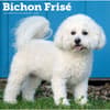 image Bichon Frise 2027 Wall Calendar Main Image