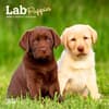 image Lab Retriever Puppies 2025 Mini Wall Calendar Main Product Image width=&quot;1000&quot; height=&quot;1000&quot;