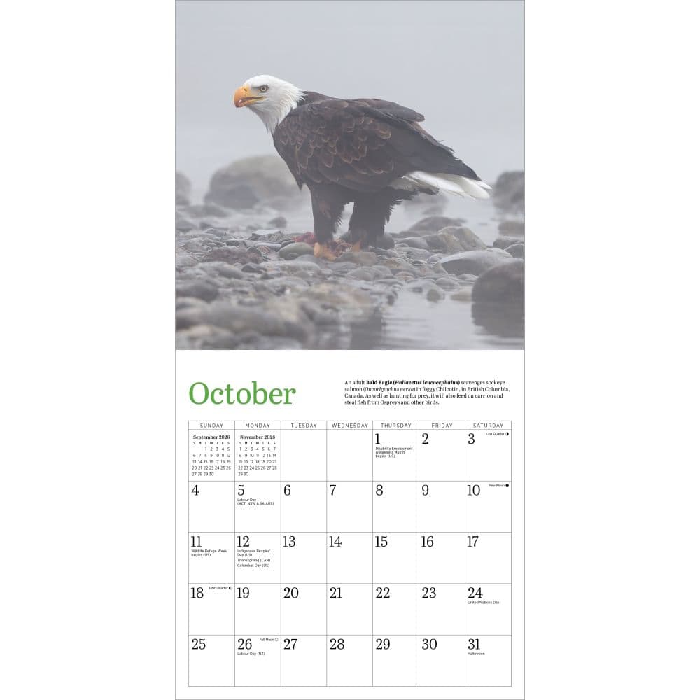 Audubon Eagles 2026 Mini Wall Calendar Fourth Alternate Image