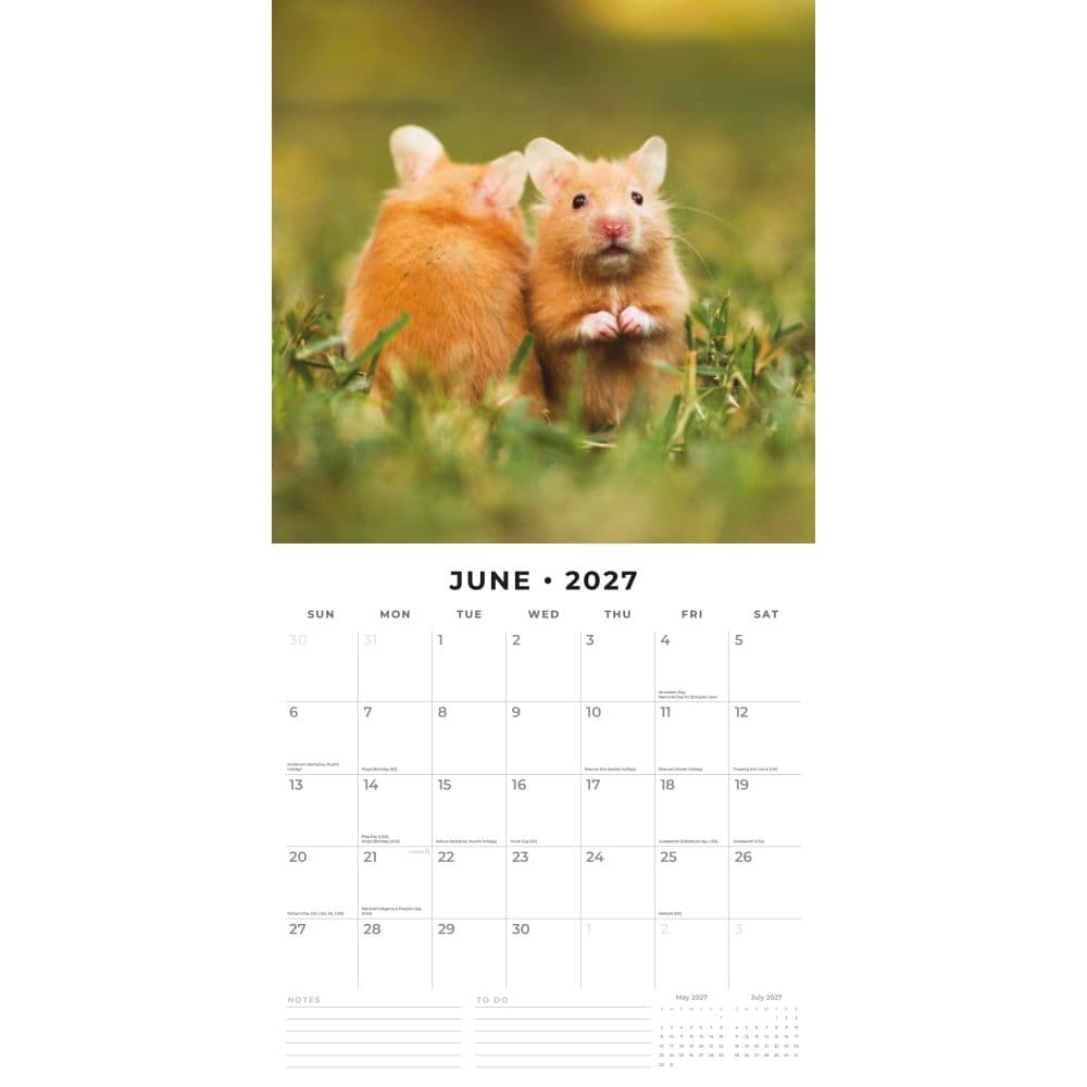 Hamsters 2027 Wall Calendar Second Alternate Image