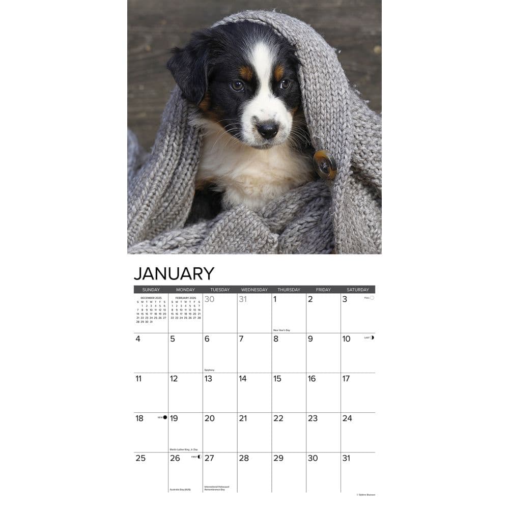 Australian Shepherd Puppies 2026 Wall Calendar Second Alternate Image