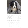 image Australian Shepherd Puppies 2026 Wall Calendar Second Alternate Image