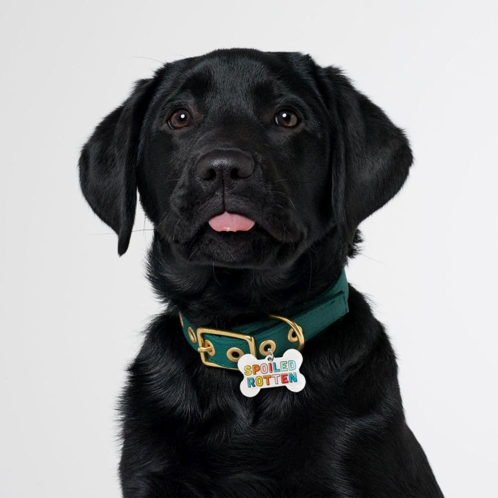 Spoiled Rotten Dog Collar Charm on a Black Lab