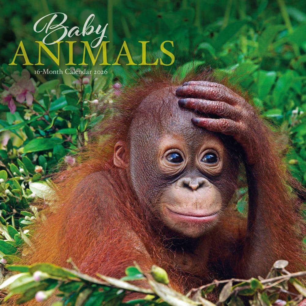 Baby Animals Special Value 2026 Wall Calendar Main Image