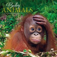 image Baby Animals Special Value 2026 Wall Calendar Main Image