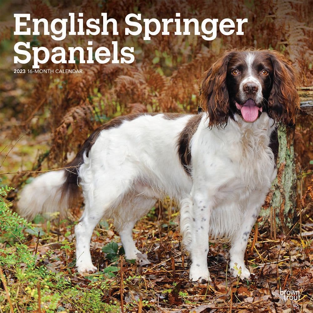 BrownTrout English Springer Spaniels 2023 Square Wall Calendar