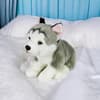 image Floppy Husky 10 Inch Plush Second Alternate Image