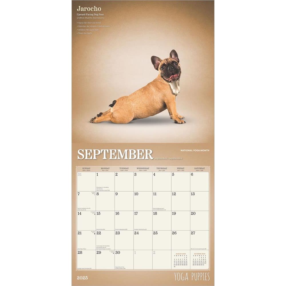 Yoga Puppies Plato 2025 Wall Calendar Third Alternate Image