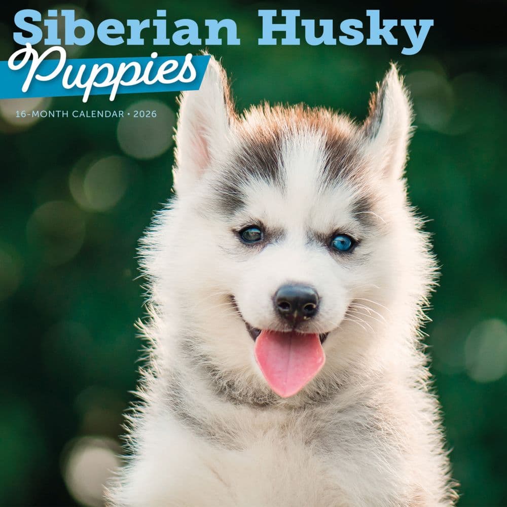 Siberian Husky Puppies 2026 Wall Calendar Main Product Image