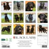 image Just Black Labs 2025 Wall Calendar First Alternate Image width=&quot;1000&quot; height=&quot;1000&quot;