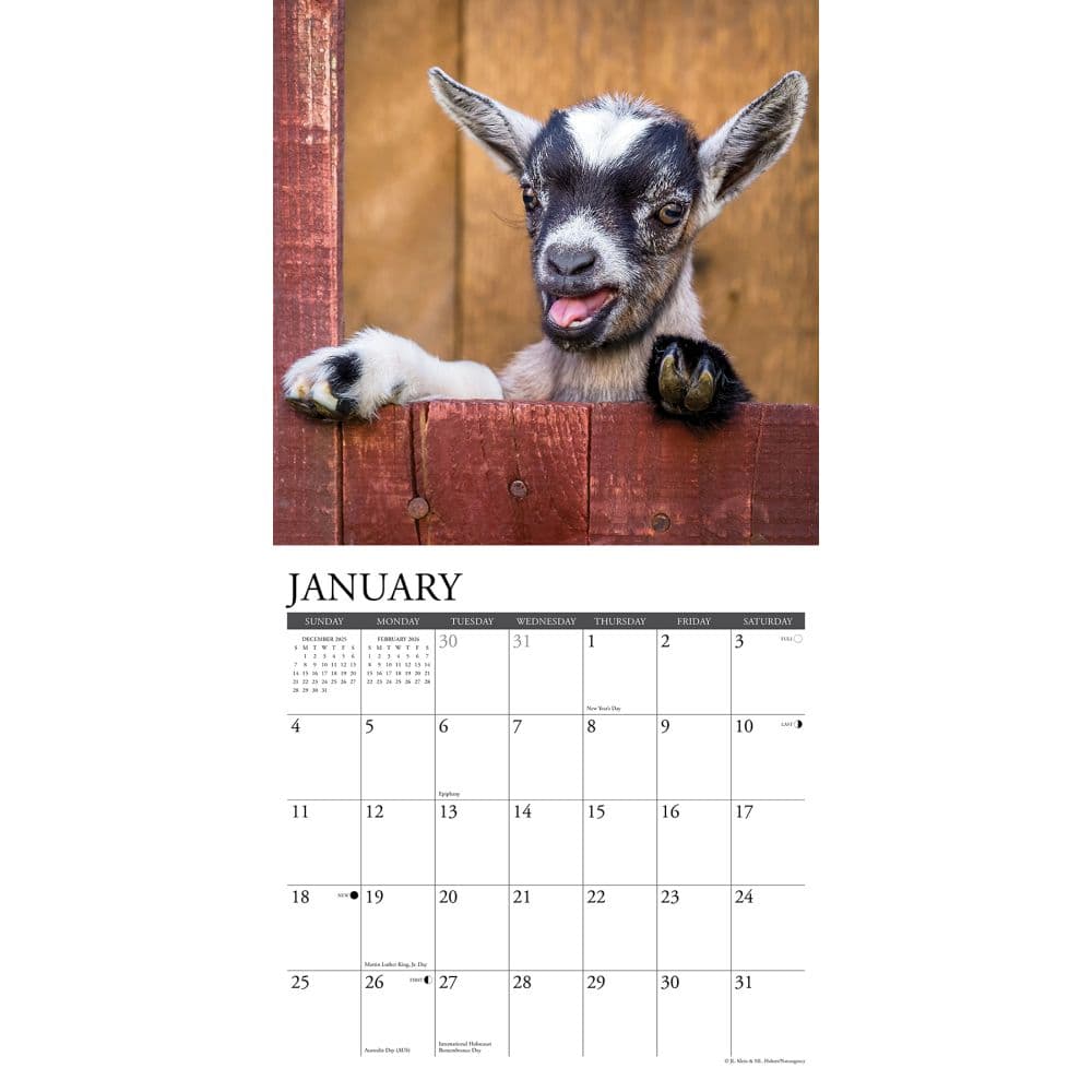 Baby Goats 2026 Wall Calendar Second Alternate Image