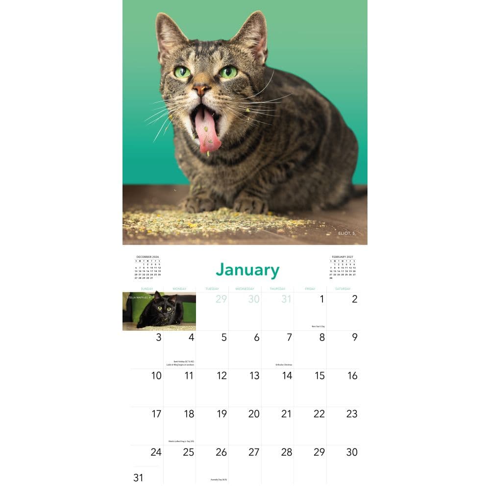 Cats on Catnip 2027 Wall Calendar Second Alternate Image