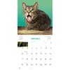 image Cats on Catnip 2027 Wall Calendar Second Alternate Image