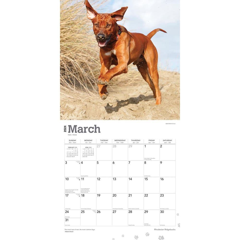 Rhodesian Ridgebacks 2024 Wall Calendar