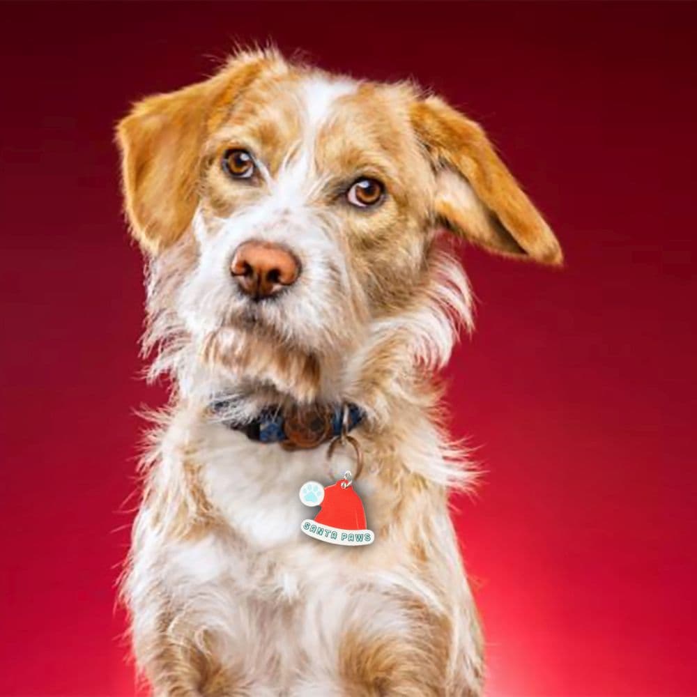 Santa Paws Dog Collar Charm on a rescue dog