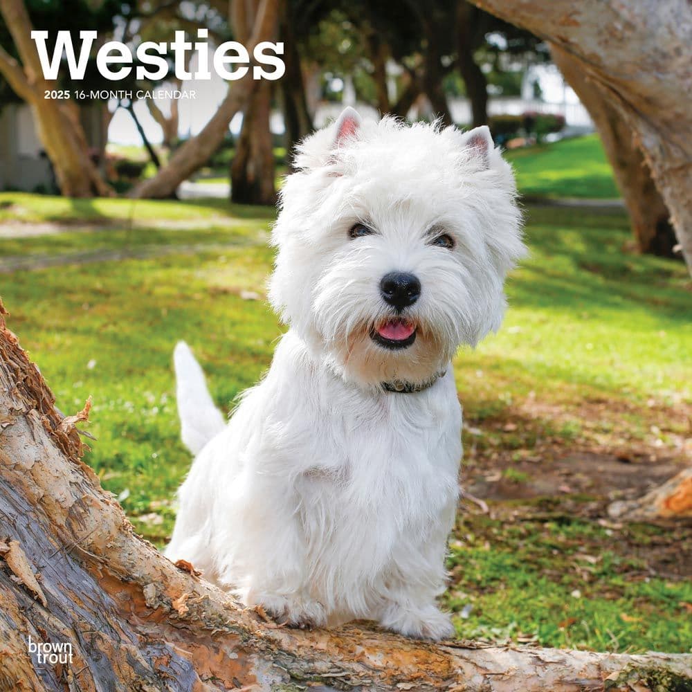 West Highland White Terriers 2025 Wall Calendar