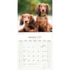 image Longhaired Dachshund 2027 Wall Calendar