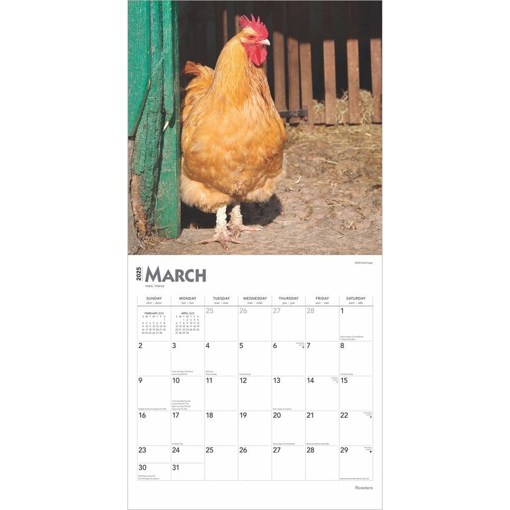 Roosters 2025 Wall Calendar Second Alternate Image