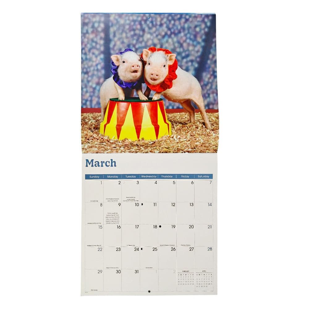 Playful Pigs 2026 Wall Calendar Fourth Alternate Image