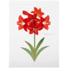image Vellum Amaryllis Christmas Card First Alternate Image width=&quot;1000&quot; height=&quot;1000&quot;