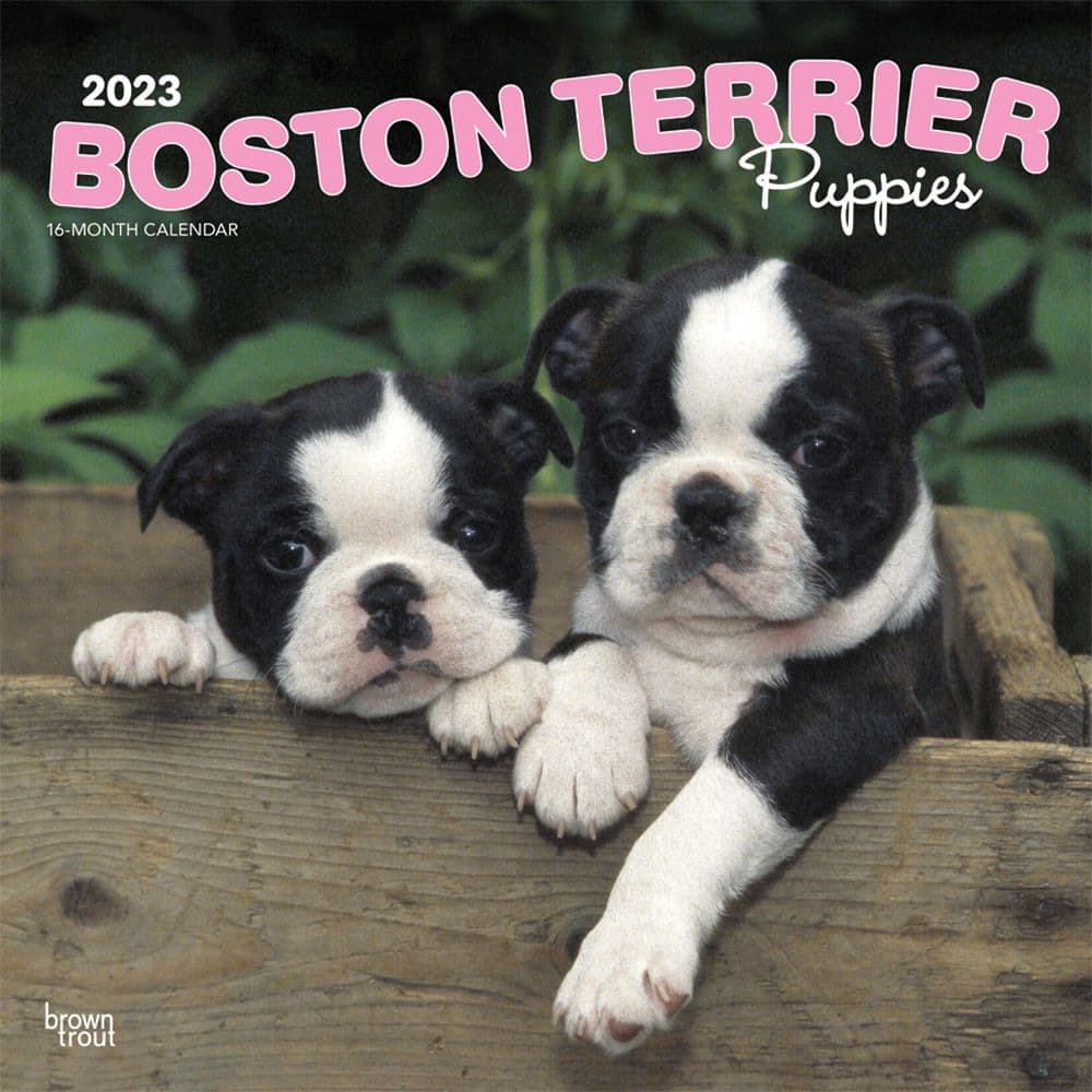 BrownTrout Boston Terrier Puppies 2023 Square Wall Calendar