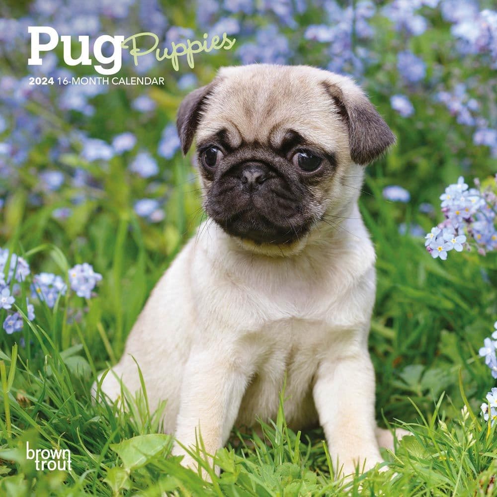 Pug Puppies 2024 Mini Wall Calendar