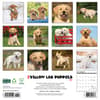 image Just Yellow Lab Puppies 2025 Wall Calendar