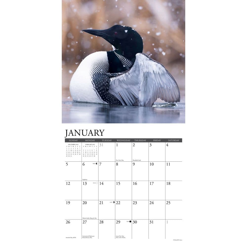 Loons 2025 Wall Calendar Second Alternate Image width="1000" height="1000"