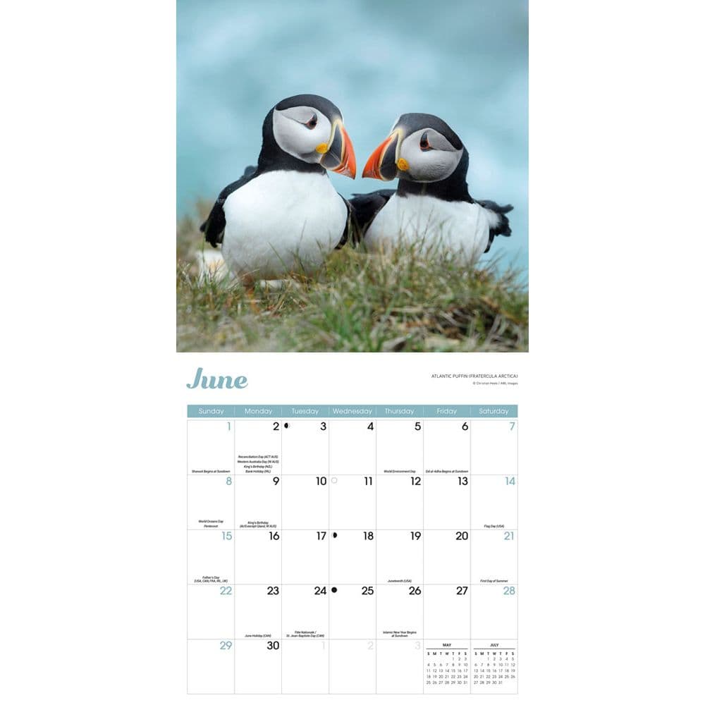 puffins-2025-wall-calendar-calendars-com